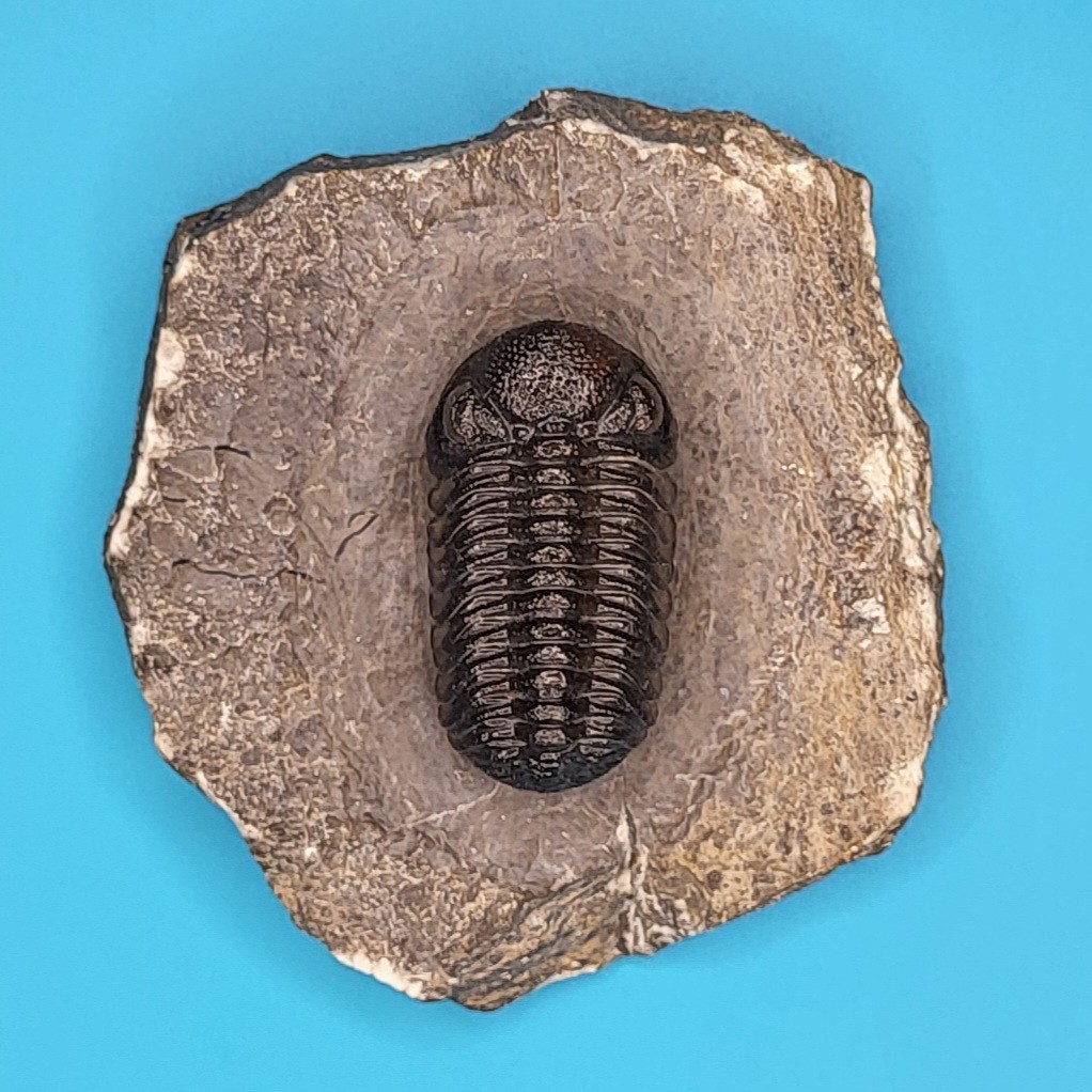 Phacops Rana Fossil Trilobite from the Atlas Mountains Morocco Museum Quality #2