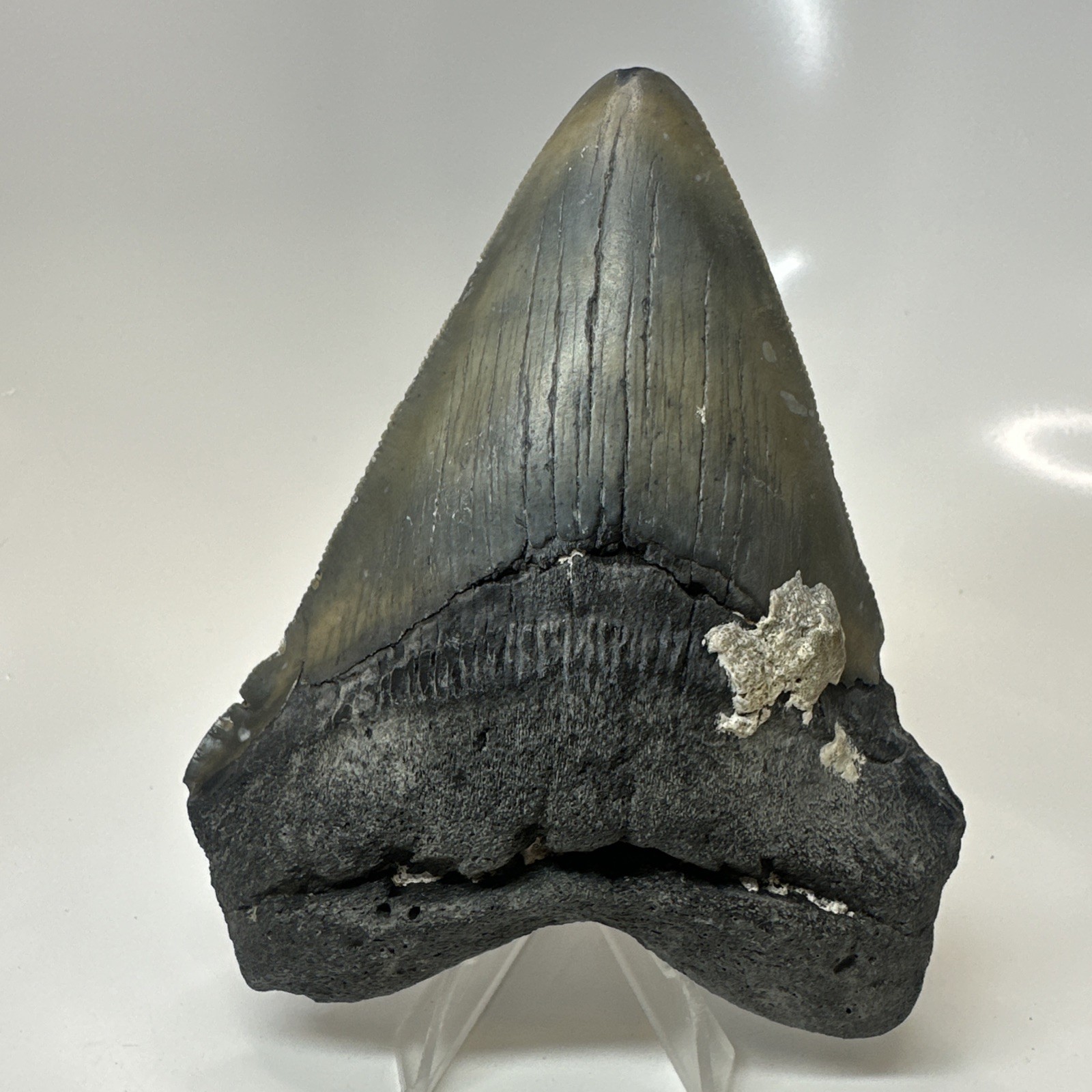 Megalodon Shark Tooth 4.82 Inch - Huge - Amazing Fossil - Authentic Rare 20633