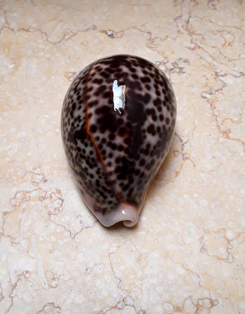 F cypraea pantherina GEM WOW COLOR 91.5mm F++++ natural glossy red sea shell F cypraea pantherina GEM WOW COLOR 91.5mm F++++ natural glossy red sea shell