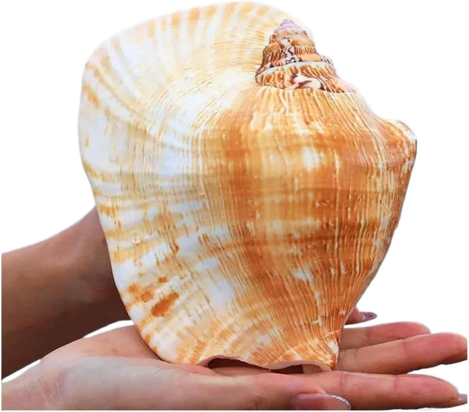 Large Conch Shell, Natural Seashell Decor for Home Large Conch Shell, Natural Seashell Decor for Home