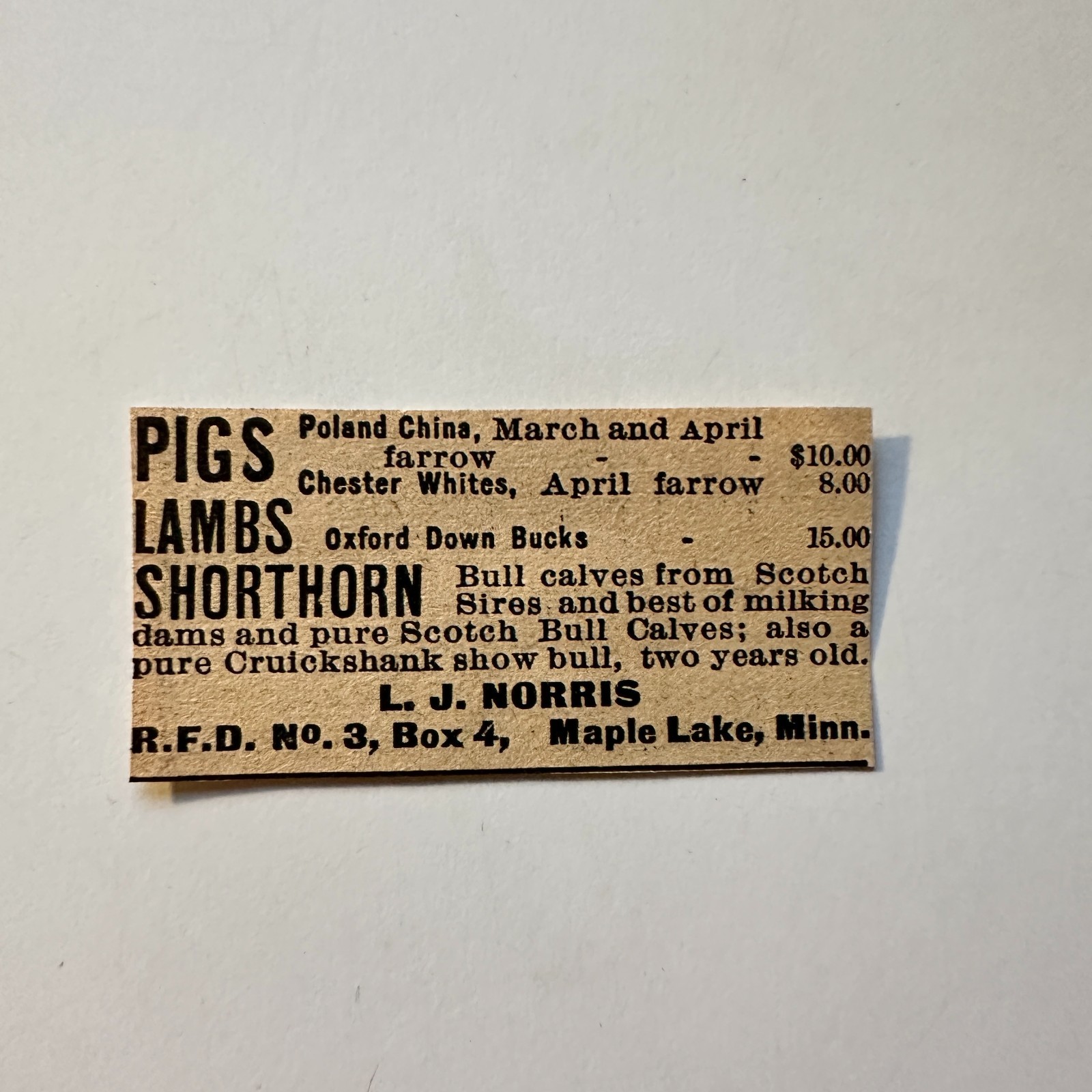 L. J. Norris Pigs Lambs Shorthorn Maple Lake MN 1906 Minneapolis Ad 5AL1-S30