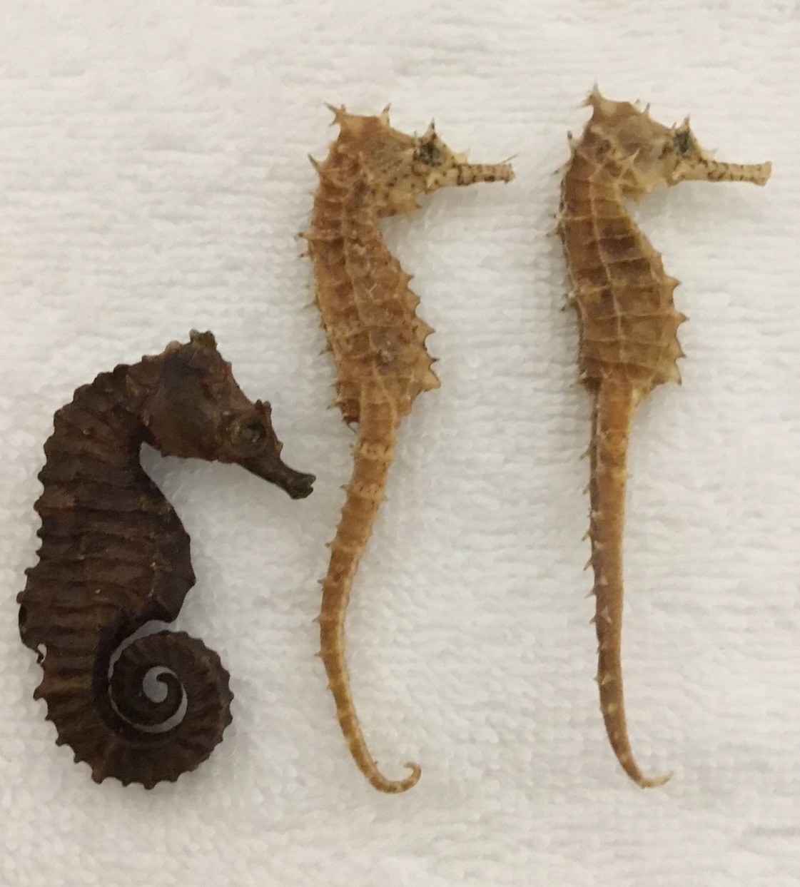 Lot 3 Vintage Real Natural Dried Seahorse Specimen Hippocampus Erectus Skeleton Lot 3 Vintage Real Natural Dried Seahorse Specimen Hippocampus Erectus Skeleton