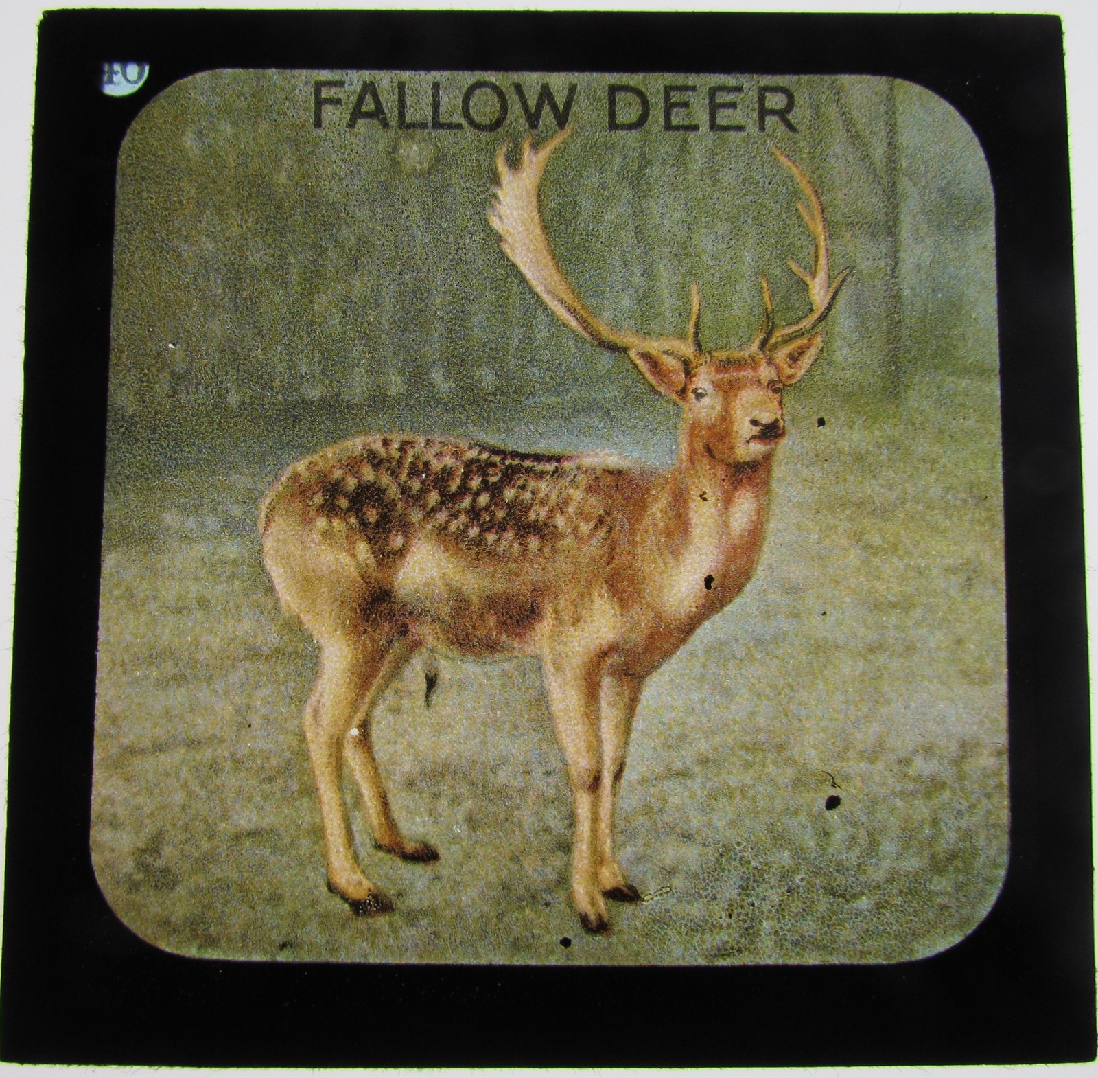 COLOUR Glass Magic lantern slide FALLOW DEER C1900
