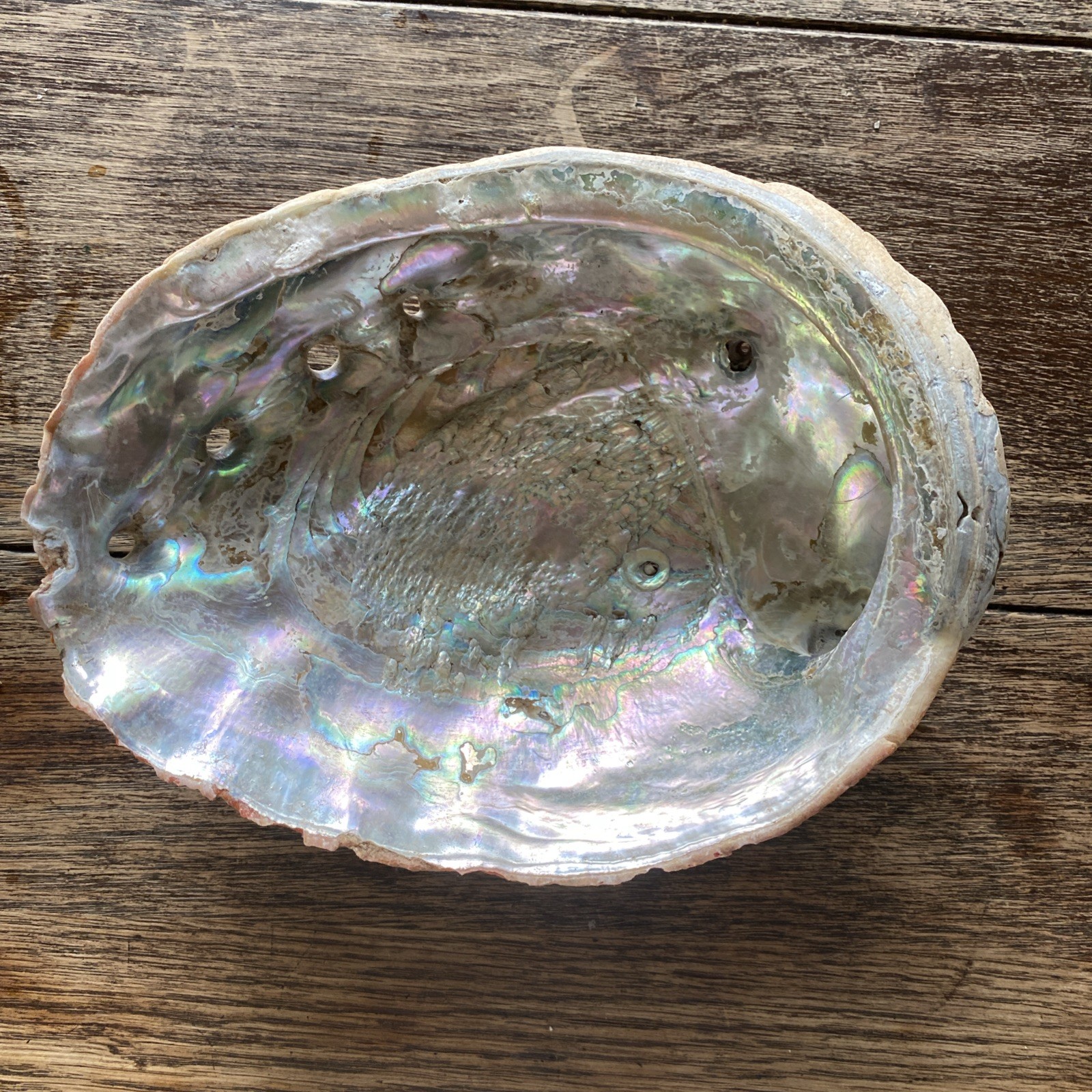 Large Abalone Shell Natural Beach Worn Craft 8-9 In. Color Condition Size Varies Large Abalone Shell Natural Beach Worn Craft 8-9 In. Color Condition Size Varies