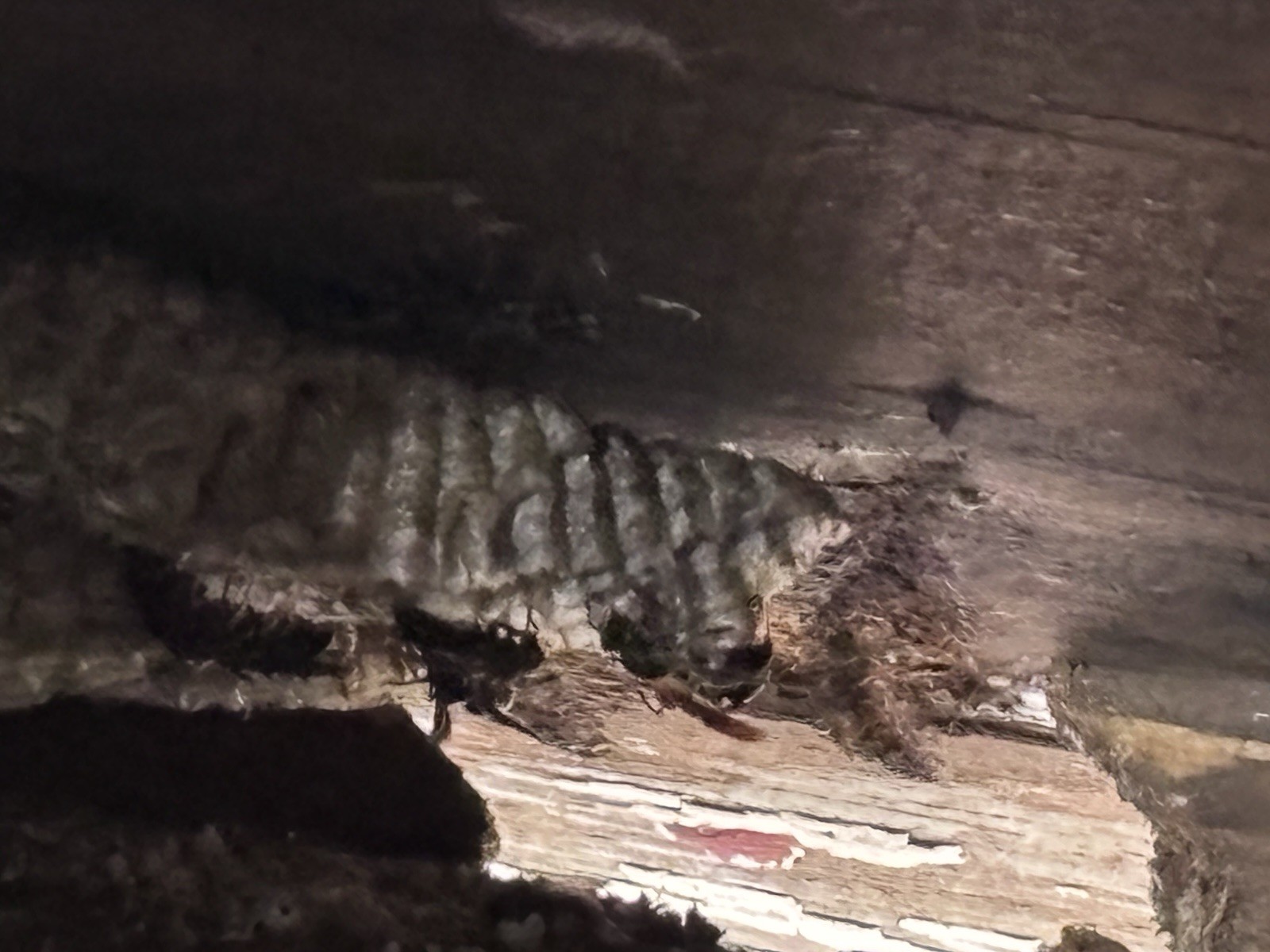 Currently Live Paper Wasp Nest Hive Bee Science School Taxidermy Currently Live Paper Wasp Nest Hive Bee Science School Taxidermy
