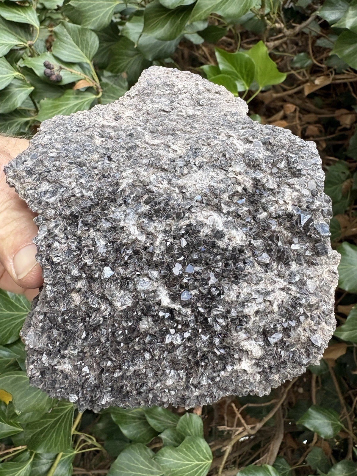 ☘️RR⛏️: Dark Smoky Crystals, Arizona Petrified Wood, 2.5 Lb ☘️RR⛏️: Dark Smoky Crystals, Arizona Petrified Wood, 2.5 Lb