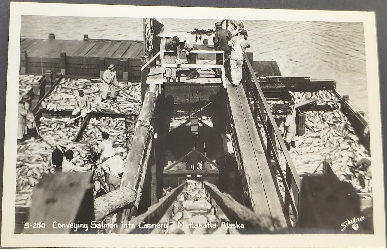 RPPC ~ fishermen harvest salmon from scow into cannery in Metlakatla, Alaska RPPC ~ fishermen harvest salmon from scow into cannery in Metlakatla, Alaska