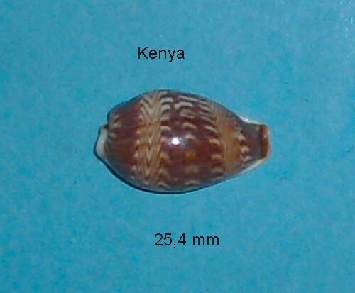 Cypraea Diluculum Kenya 25.4mm XXL Cypraea Diluculum Kenya 25.4mm XXL