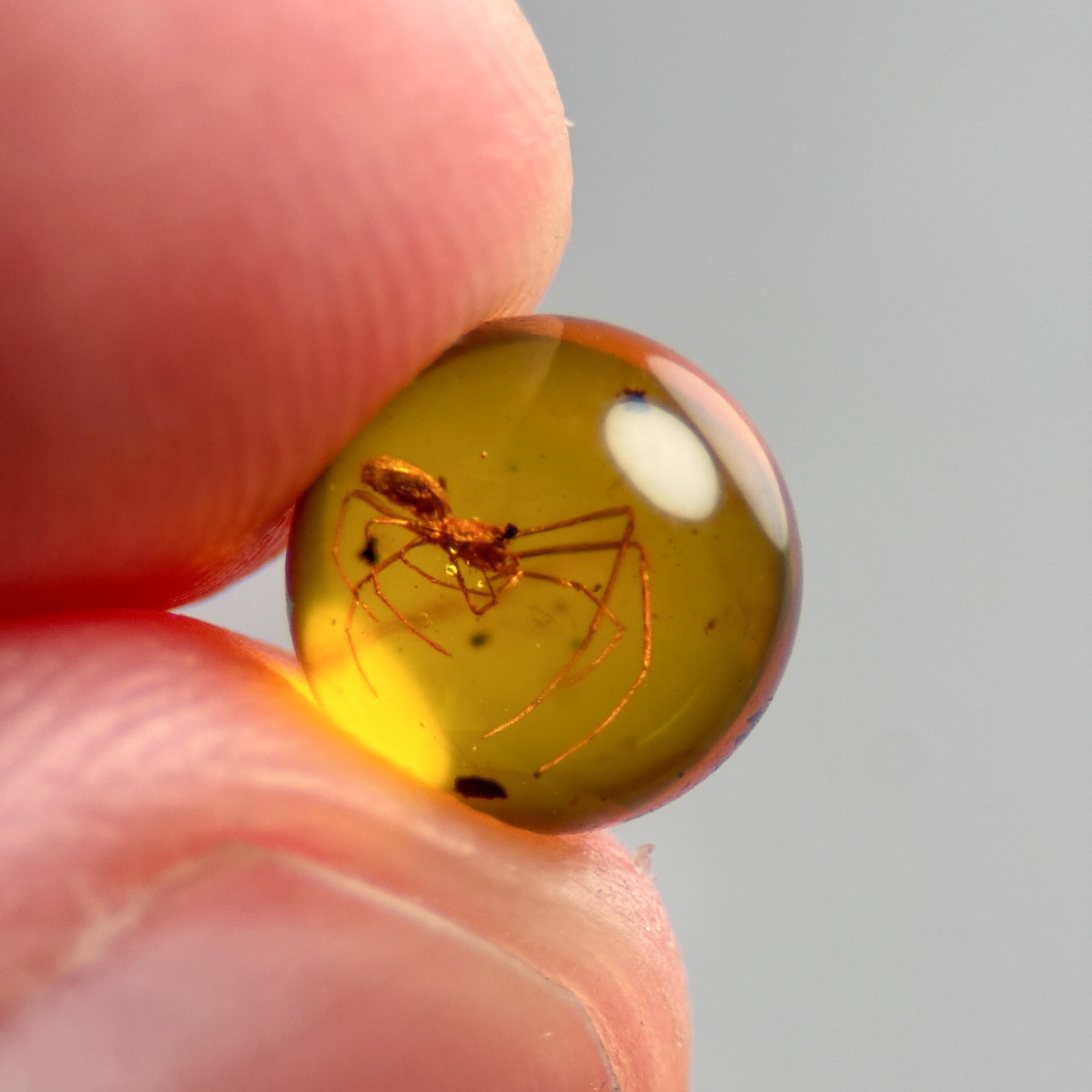 SPIDER SPHERE 7mm bead Burmese / Burmite amber fossil bead / 100% genuine SPIDER SPHERE 7mm bead Burmese / Burmite amber fossil bead / 100% genuine