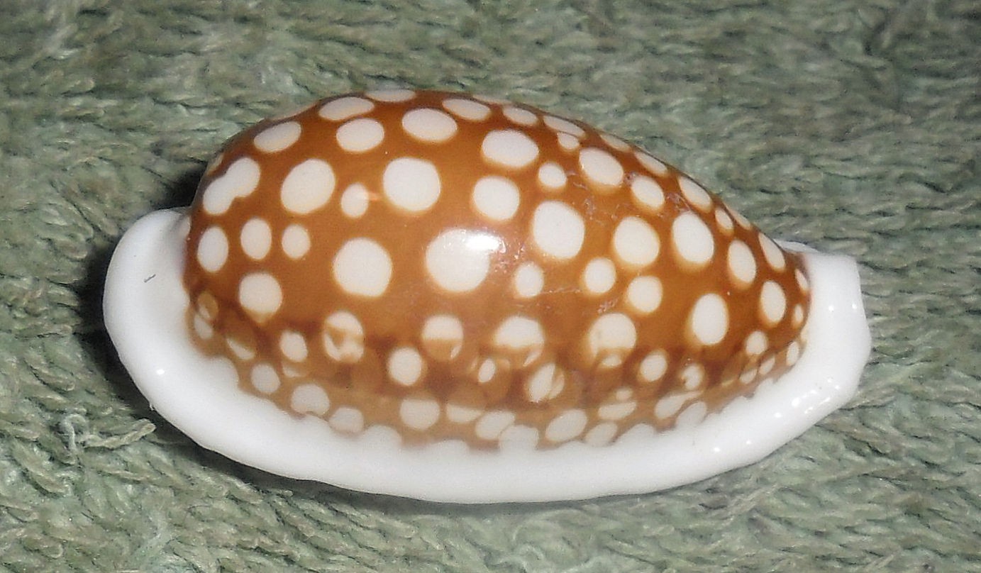 PH RFM 86722 LARGE Cypraea cribraria Linne 1758 32.5mm F++/Gem Philippines, off PH RFM 86722 LARGE Cypraea cribraria Linne 1758 32.5mm F++/Gem Philippines, off