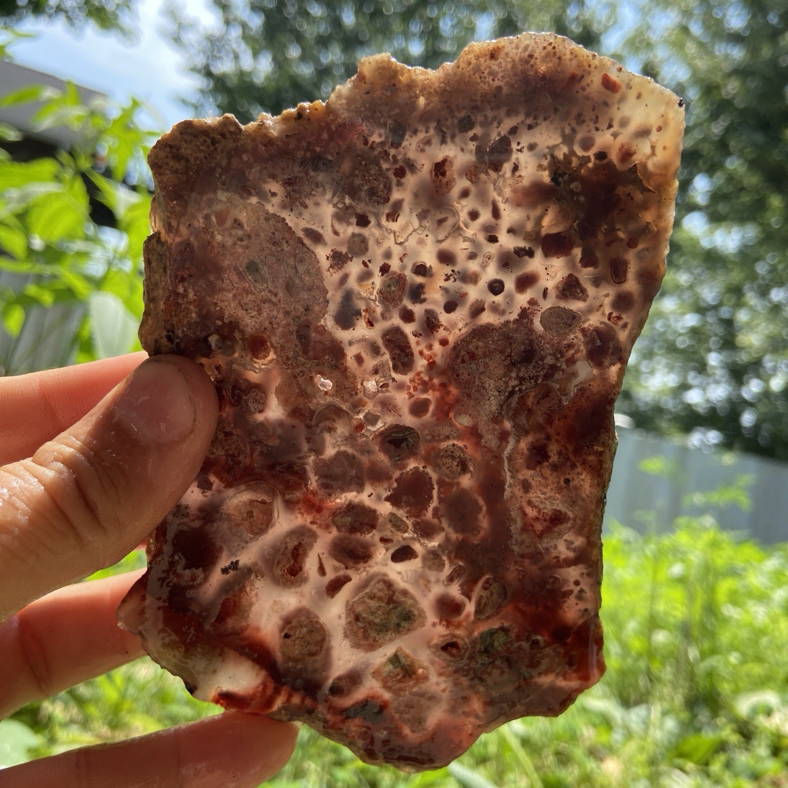 Oolitic Fish Eye Plume Agate Rough Slab 7.48 Oz Oolitic Fish Eye Plume Agate Rough Slab 7.48 Oz