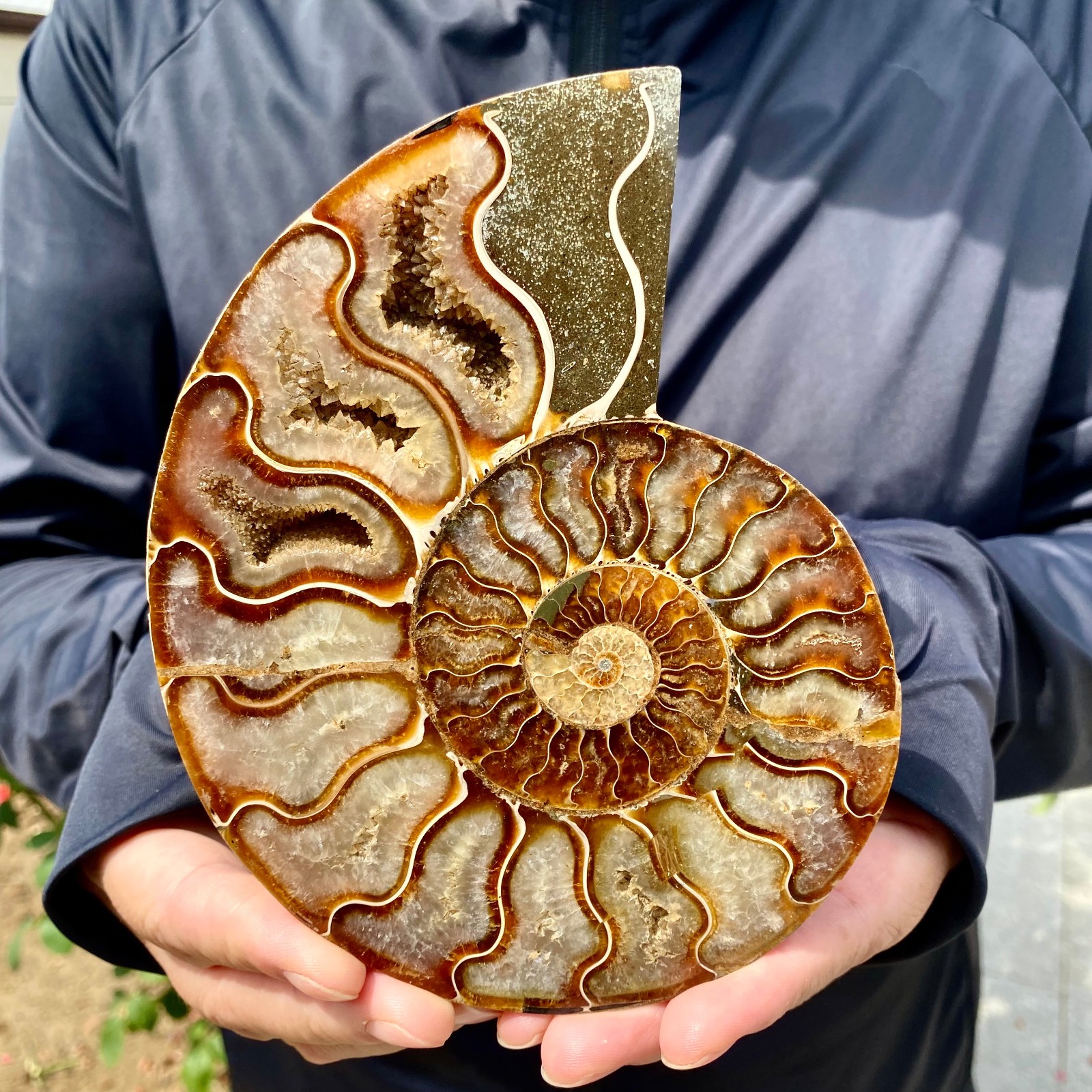 363G Natural agate fossil snail shaped convex round gemstone 363G Natural agate fossil snail shaped convex round gemstone