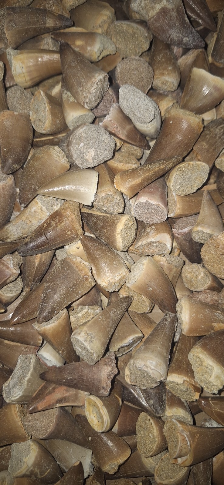 100 pieces mosasaur teeth fossils from various species dinosaur tooth reptile