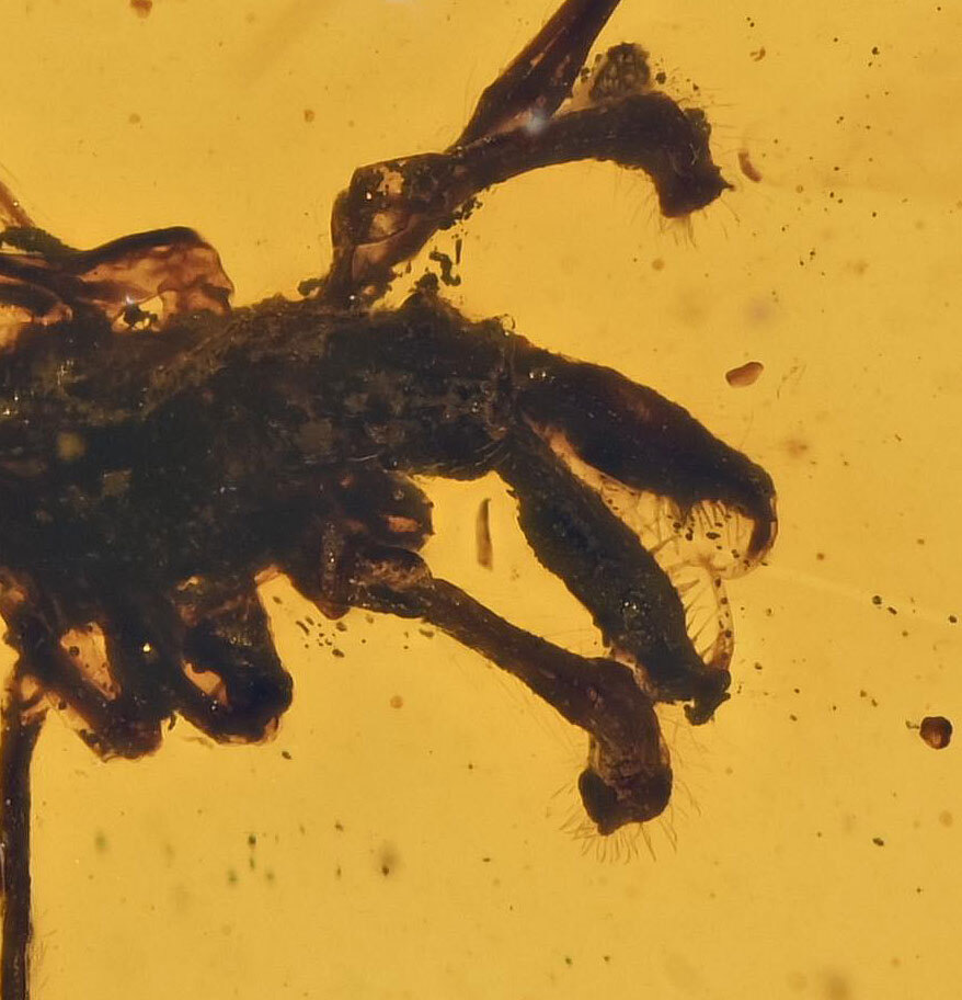 Rare Archaeidae (Assassin Spider), Fossil insect inclusion in Burmese Amber Rare Archaeidae (Assassin Spider), Fossil insect inclusion in Burmese Amber