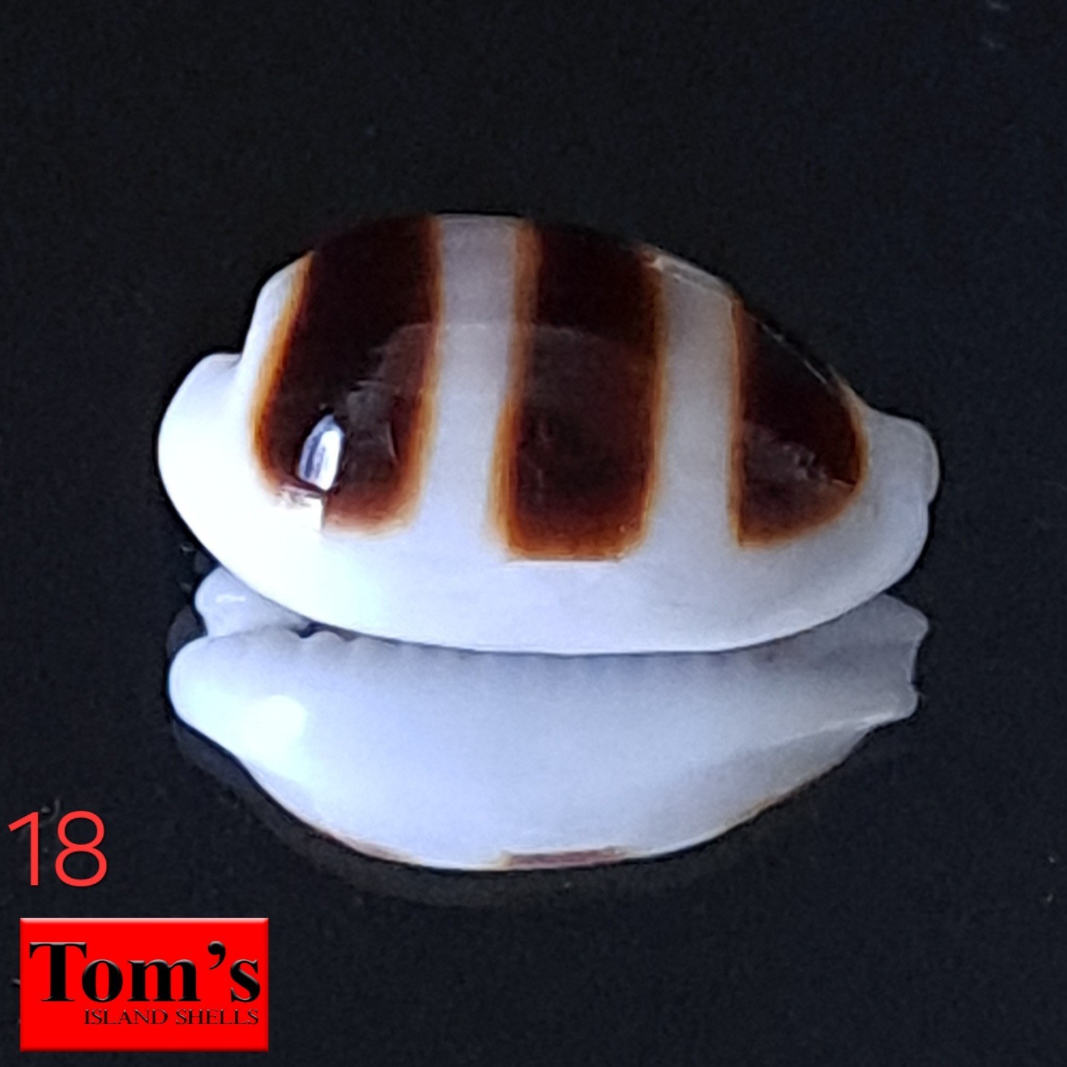 Cypraea asellus #18  18.2mm BIG GORGEOUS GEM BEAUTY from the Philippines