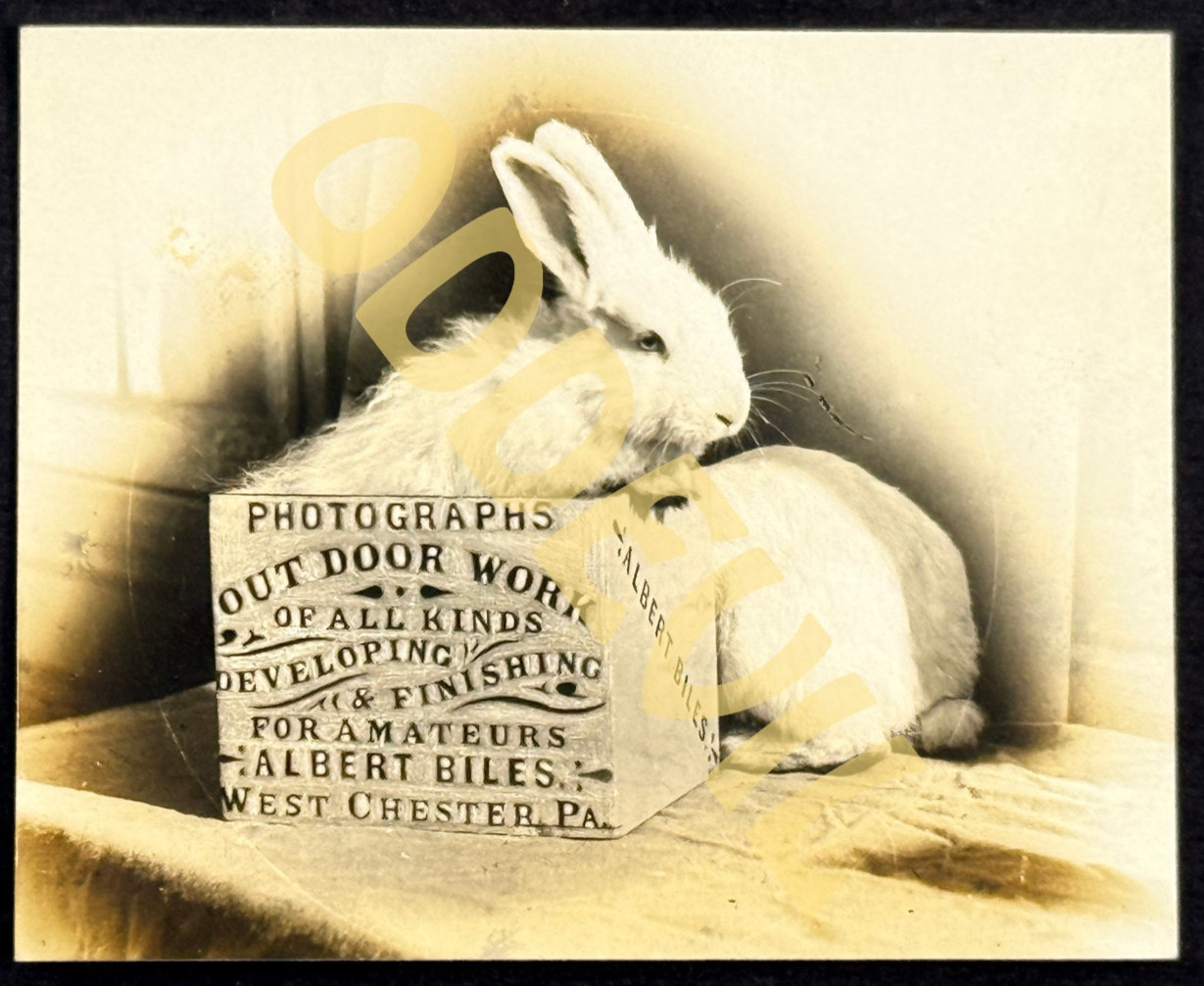 1910s Albert Biles Photo Studio Advertising RPPC postcard West Chester PA rabbit 1910s Albert Biles Photo Studio Advertising RPPC postcard West Chester PA rabbit