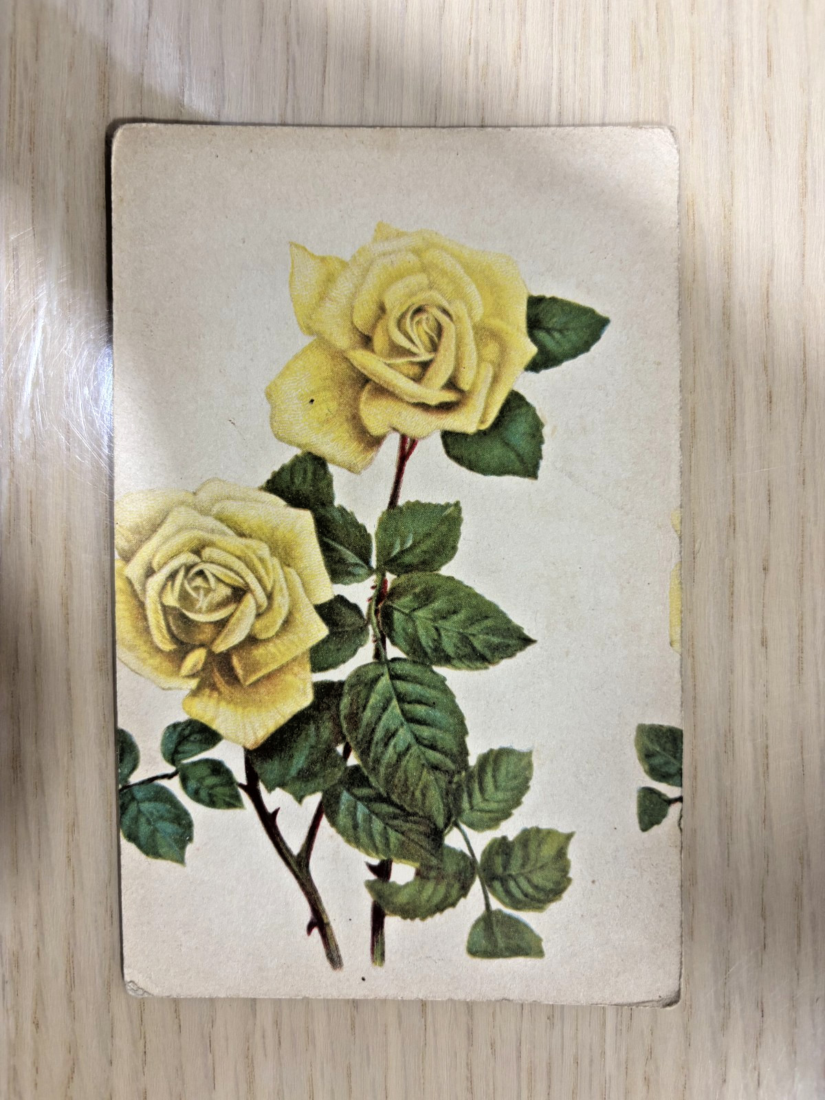 Antique Floral Postcards Italian & French Deckle Edge 1910s–1945 Variation Antique Floral Postcards Italian & French Deckle Edge 1910s–1945 Variation
