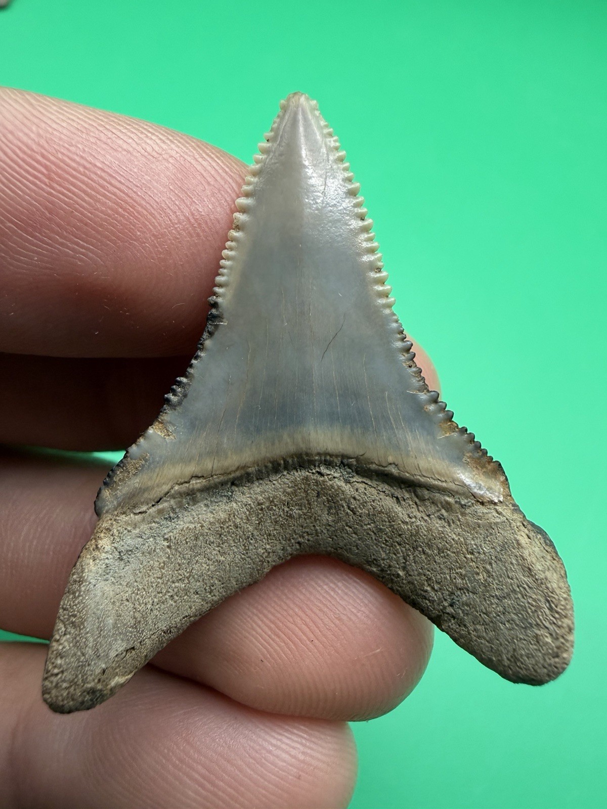 GREAT WHITE SHARK TOOTH NORTH CAROLINA 1.71” ALL NATURAL GREAT WHITE SHARK TOOTH NORTH CAROLINA 1.71” ALL NATURAL