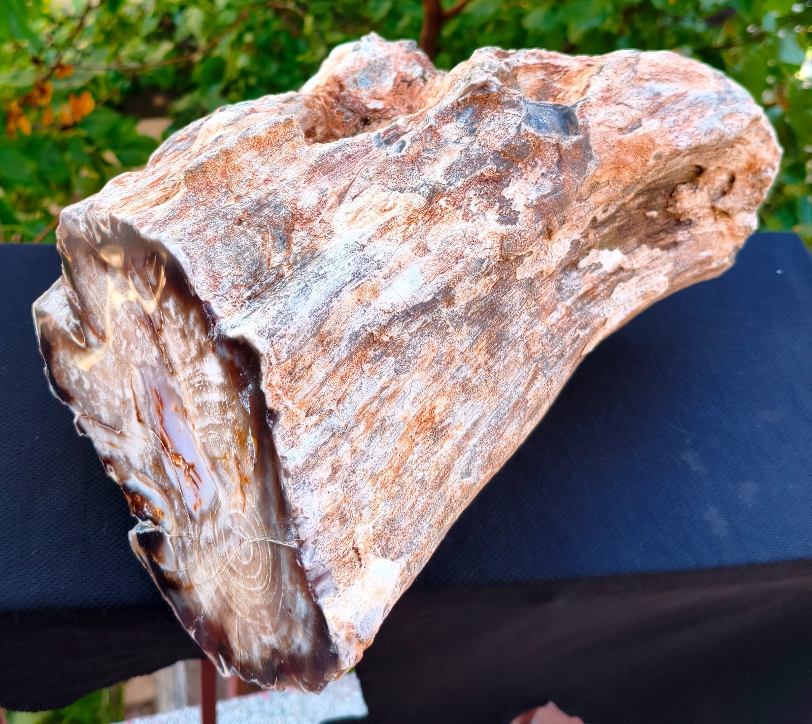 22 LB 12 OZ XL Mirror Polished Natural Opalized Big Petrified Wood Uv Reactive
