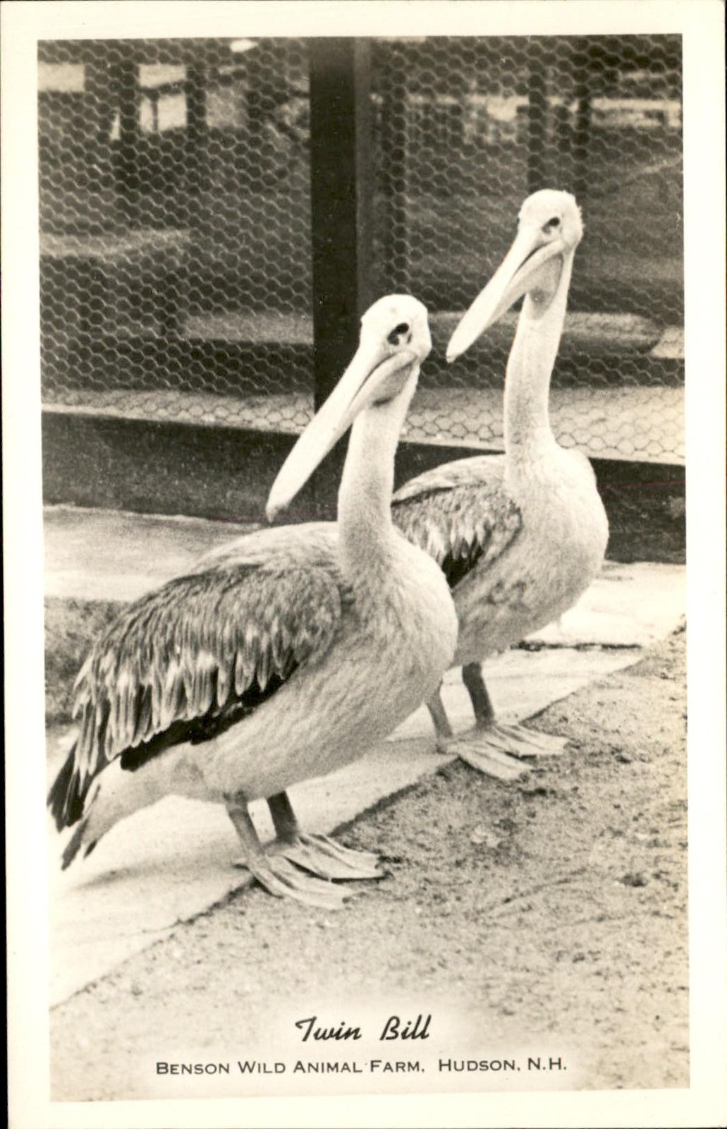 Hudson NH Pelicans Twin Bill c1950s-60s Real Photo Vintage Postcard bhn Hudson NH Pelicans Twin Bill c1950s-60s Real Photo Vintage Postcard bhn