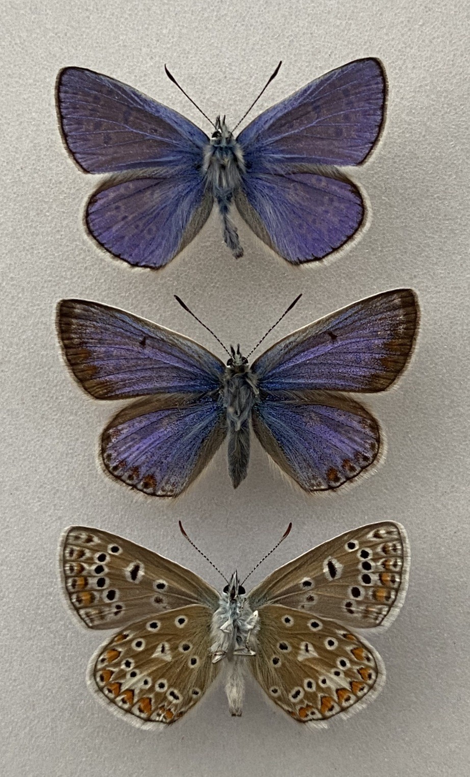 A Trio of Common Blue Butterfly Set Specimens With Blue Female Form A Trio of Common Blue Butterfly Set Specimens With Blue Female Form