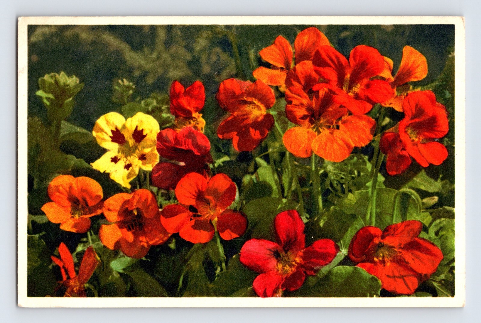 Postcard Nasturtium Red Yellow Flower Thor Gyger Stehli Series 1940s Unposted Postcard Nasturtium Red Yellow Flower Thor Gyger Stehli Series 1940s Unposted