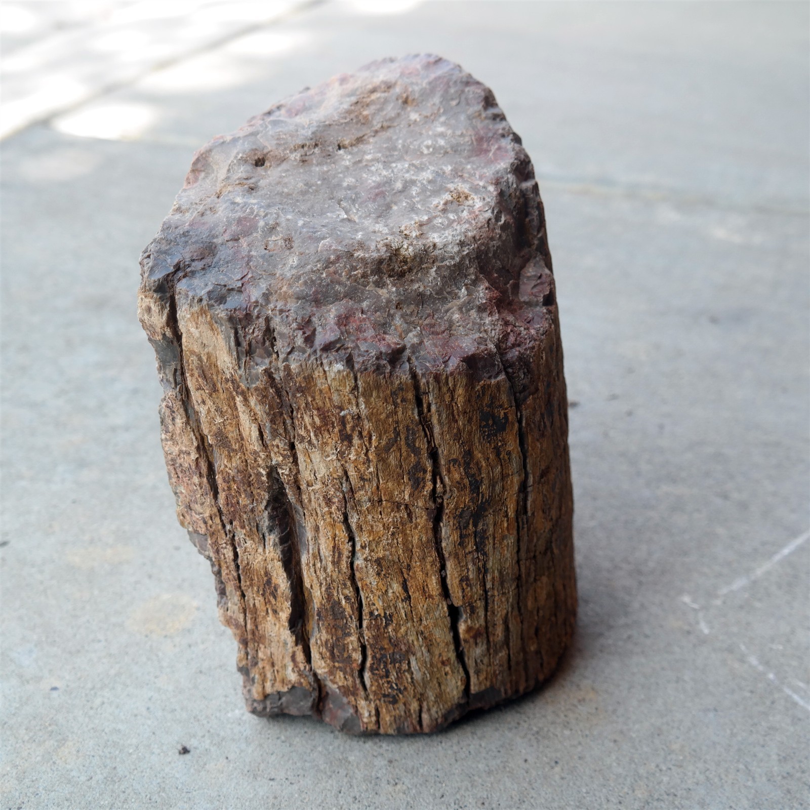 27 Lbs Large Petrified Wood Log Specimen W/ Very Detailed Bark Fossil 27 Lbs Large Petrified Wood Log Specimen W/ Very Detailed Bark Fossil
