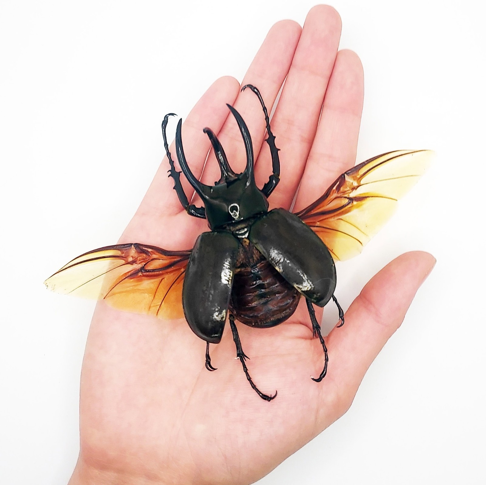 Chalcosoma atlas WINGS SPREAD beetle Indonesia Chalcosoma atlas WINGS SPREAD beetle Indonesia