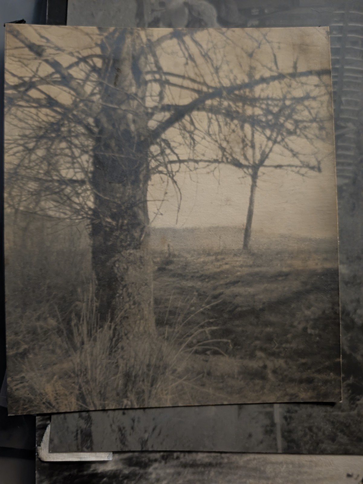Vintage Silver Gelatin Landscape Photographs Lot 3 Trees Mountains 