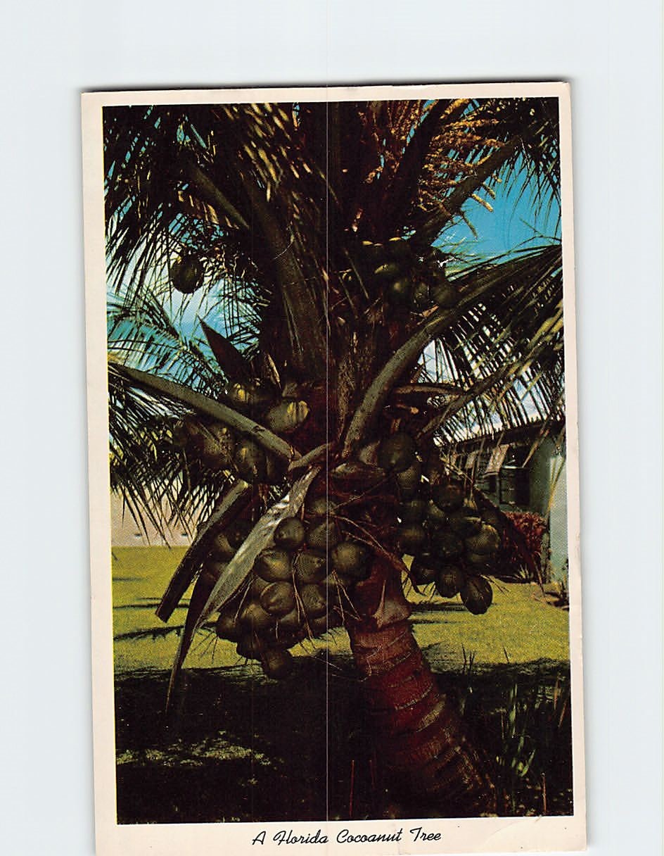 Coconut Tree in Florida E-308516 Coconut Tree in Florida E-308516