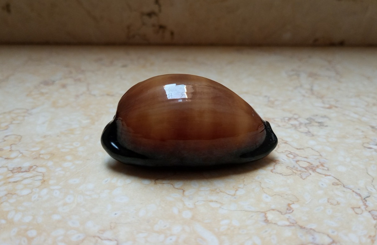 F cypraea exusta wow very great color F++++F+++ 62.4mm very rare red sea shell