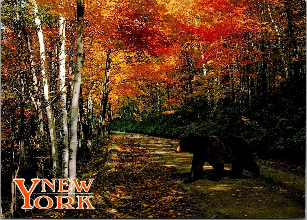 Upstate New York Black Bear Countryside Autumn Colors  c2000 Postcard