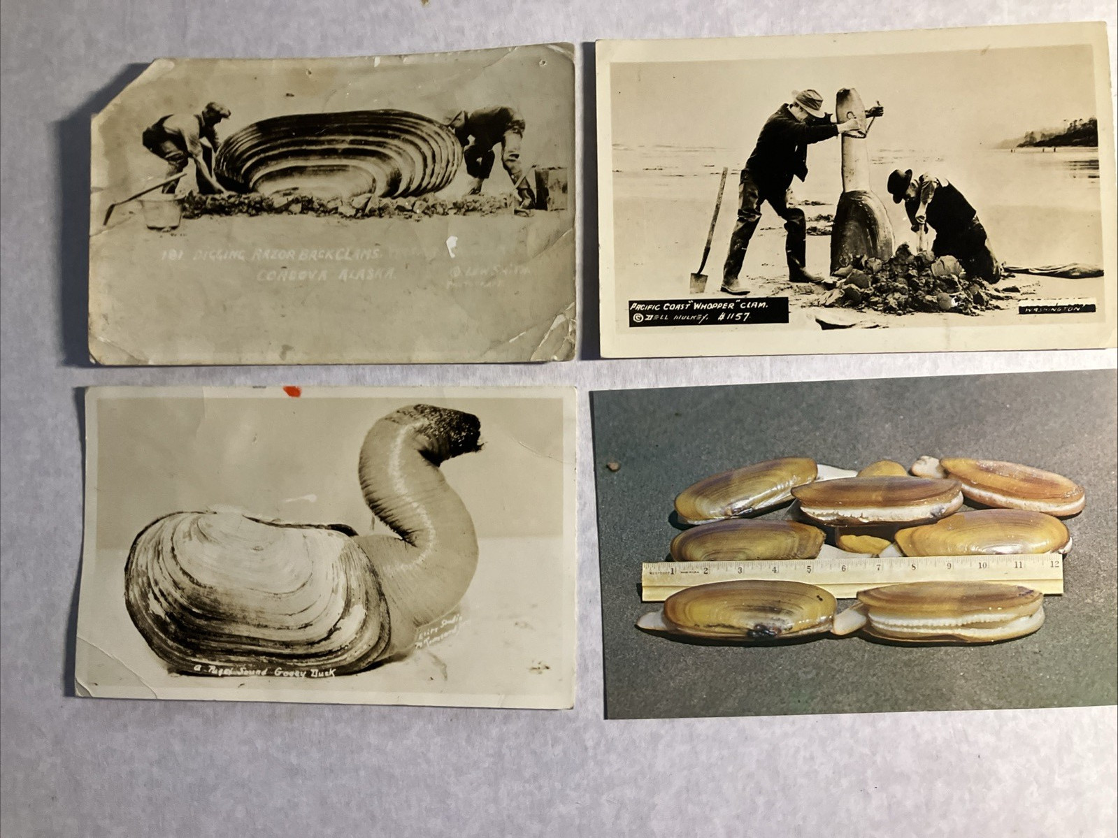 WA Coast LOT Includes   Clam Digging + Geoduck ; 4 card LOT has 2 RPPC
