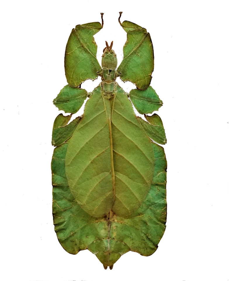 Phyllium pulchrifolium - LARGE "Walking Leaf " Insect Expertly Spread - Java Isl