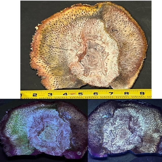 RARE ,GORGEOUS( &FLUORESCENT)8" TIATEA SINGULARIS,(PETRIFIED TREE FERN),BRAZIL RARE ,GORGEOUS( &FLUORESCENT)8" TIATEA SINGULARIS,(PETRIFIED TREE FERN),BRAZIL