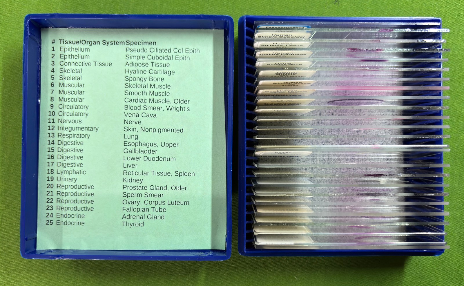 VINTAGE Carolina Biological HISTOLOGY Microscope Slides ORGAN SYSTEMS 25pc SET VINTAGE Carolina Biological HISTOLOGY Microscope Slides ORGAN SYSTEMS 25pc SET