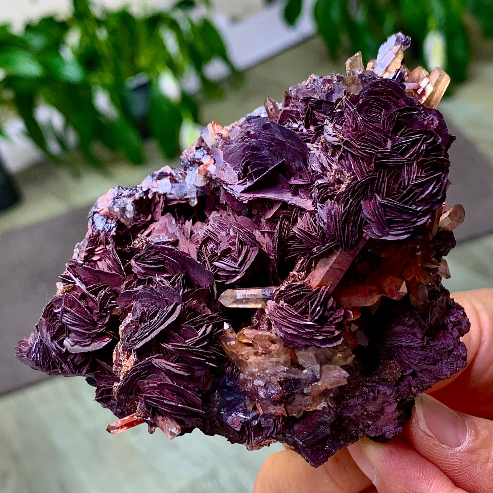 390G Natural Crystal Specularite Hematite Specular Iron Quartz Mica Collectors 390G Natural Crystal Specularite Hematite Specular Iron Quartz Mica Collectors