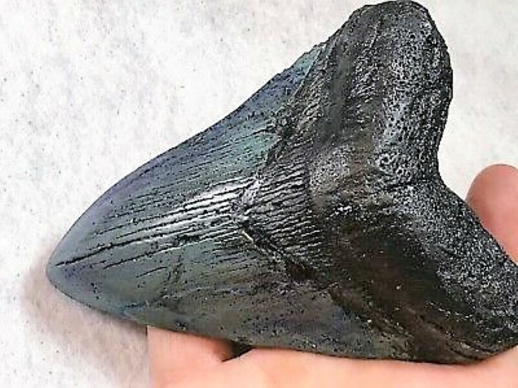 5 INCH REAL MEGALODON SHARK TOOTH BIG FOSSIL GIANT GENUINE PREHISTORIC MEG TEETH 5 INCH REAL MEGALODON SHARK TOOTH BIG FOSSIL GIANT GENUINE PREHISTORIC MEG TEETH