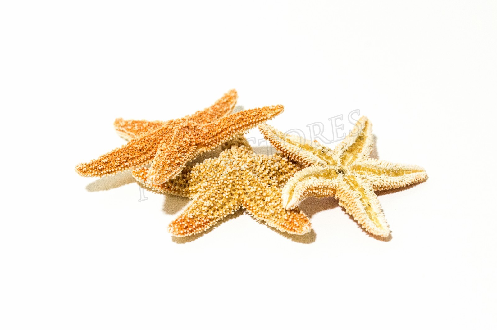 NessaStores- Sugar StarFish Sea Shell Wedding Real Craft 1 - 2" (3 pcs) #JC-055 NessaStores- Sugar StarFish Sea Shell Wedding Real Craft 1 - 2" (3 pcs) #JC-055