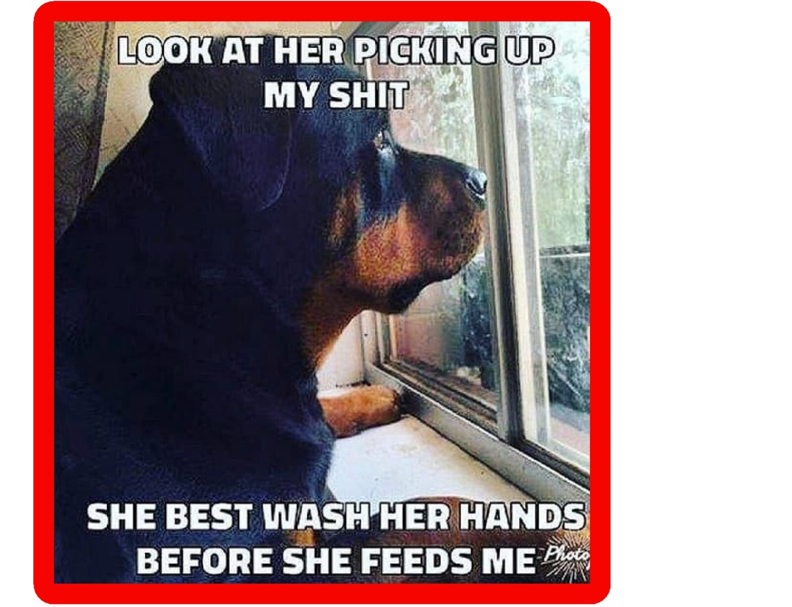 Funny Rottweiler Dog Wash Hands Before Feed Me Refrigerator / Tool Box Magnet Funny Rottweiler Dog Wash Hands Before Feed Me Refrigerator / Tool Box Magnet