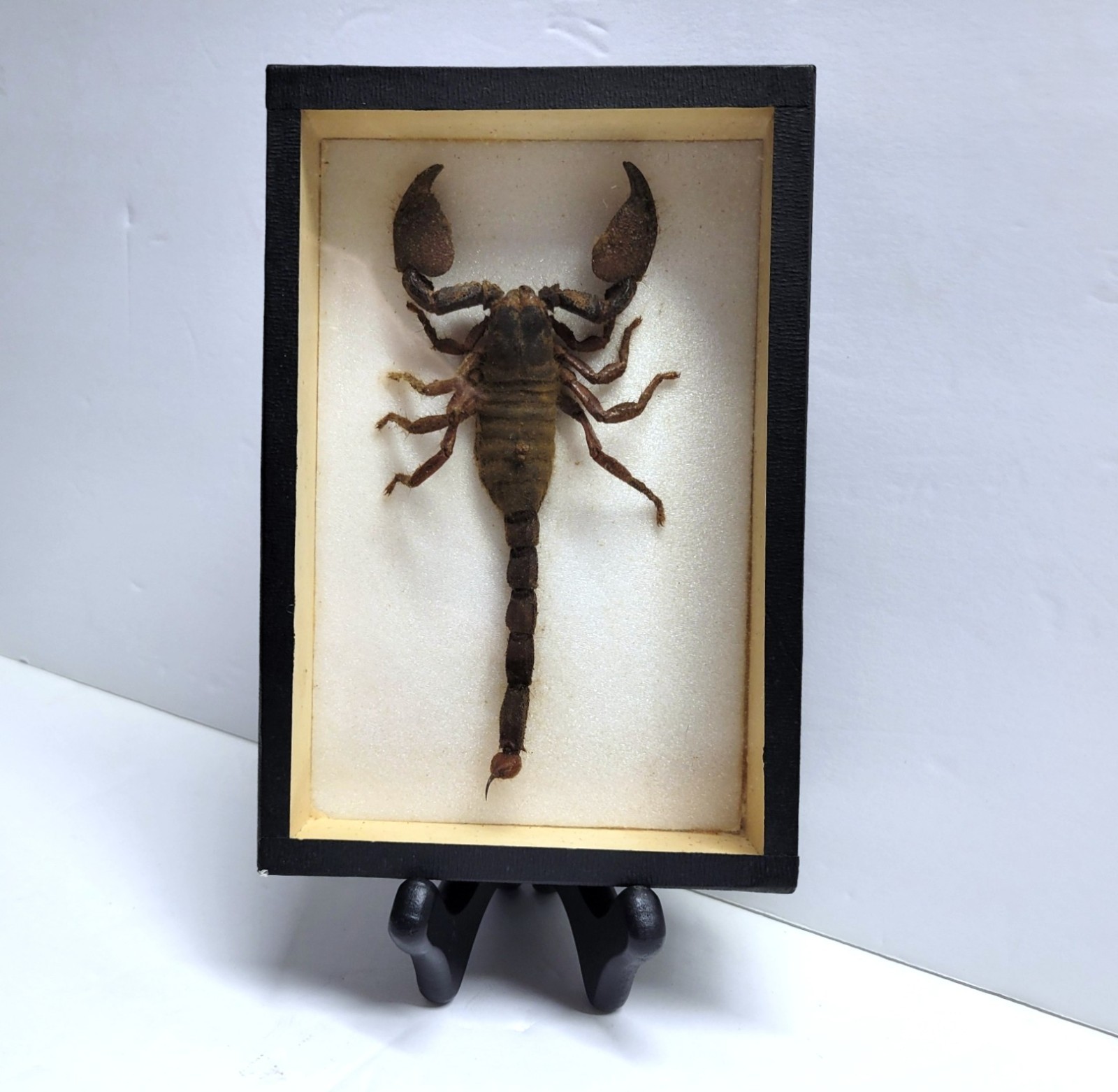 Vintage Giant Scorpion Taxidermy Mounted in Box Frame - Africa - 146 mm