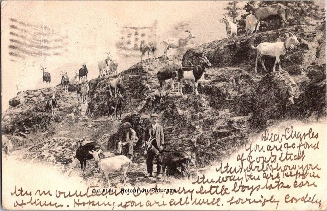 Vintage 1903 Swiss Postcard with Mountain Goats by Jullien Frères, Genève Vintage 1903 Swiss Postcard with Mountain Goats by Jullien Frères, Genève