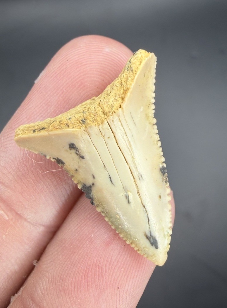 Light Colored Serrated GREAT WHITE Shark Tooth Fossil 1.14” from California