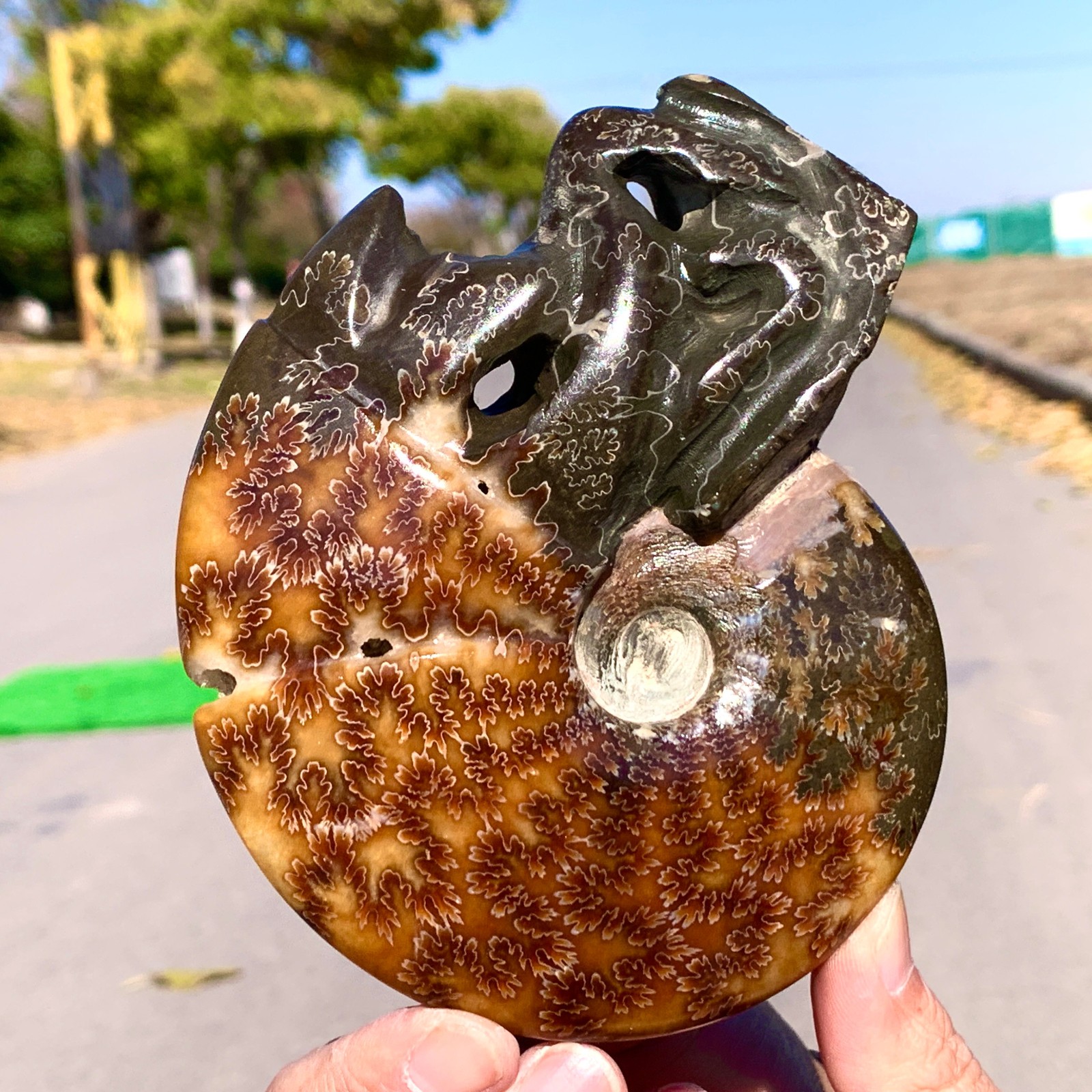 429G Rare Natural Tentacle Ammonite Specimen Healing Crystal 429G Rare Natural Tentacle Ammonite Specimen Healing Crystal