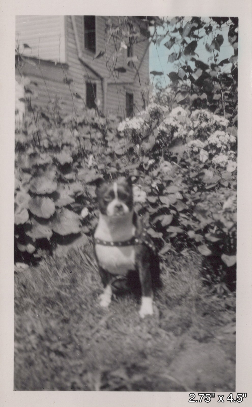 1948 Boston Terrier Dog Harness Lilac Flowers Cute Dogs VINTAGE PHOTO 1948 Boston Terrier Dog Harness Lilac Flowers Cute Dogs VINTAGE PHOTO