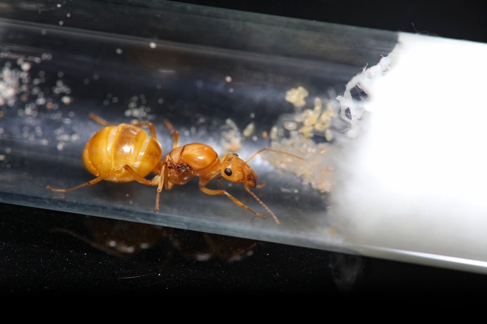 Mexican Honeypot Ant Queens (Myrmecocystus Mexicanus) Mexican Honeypot Ant Queens (Myrmecocystus Mexicanus)