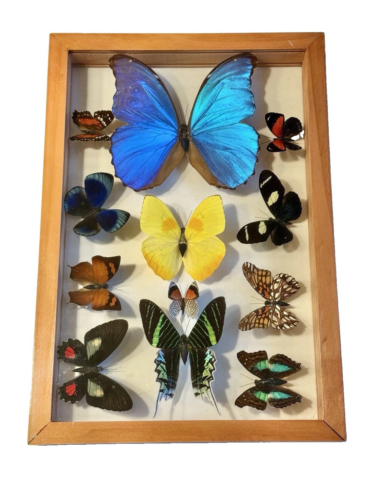 Real Mounted Butterflies Framed in Double Glass W/Phoebis Philea & 11 Others