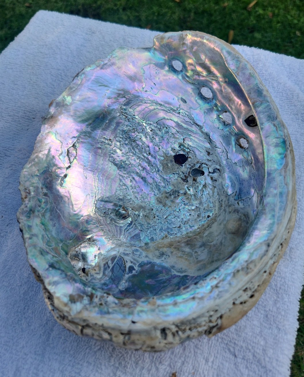 Vintage Large 8" Red Abalone Shell Natural Specimen Iridescent Mother of Pearl