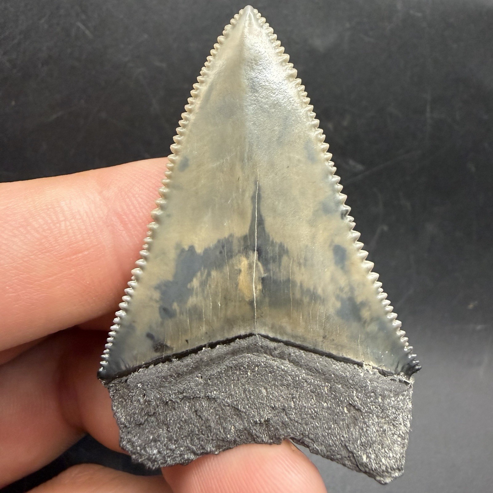 Great White Shark Tooth Florida 2.16” All Natural Great White Shark Tooth Florida 2.16” All Natural