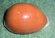 PH RFM 86712 Cypraea aurantium Gmelin 1791 83mm F++/Gem Samar, Philippines by ho picture